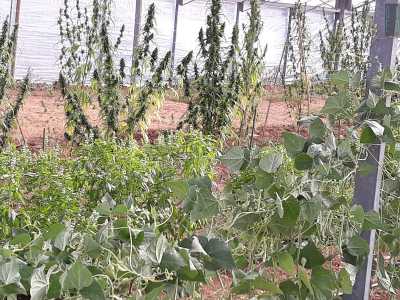 �...accanto alla canapa - spiega Misceo - ci sono specie come il basilico, la salvia e fagiolini rampicanti, accorgimento che migliora la resa del terreno�
